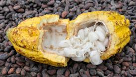 First UNWTO forum on investing in Africa’s tourism