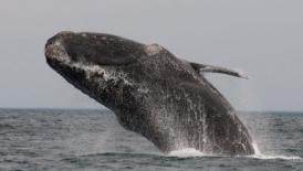 Puerto Madryn, Argentina